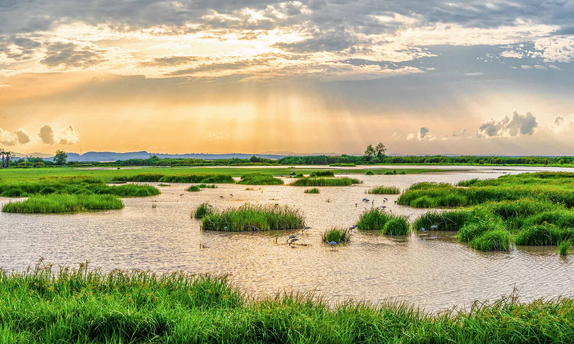 wetlands at sunrise in Thalaynoi, Thailand