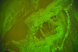 algae_bloom_small