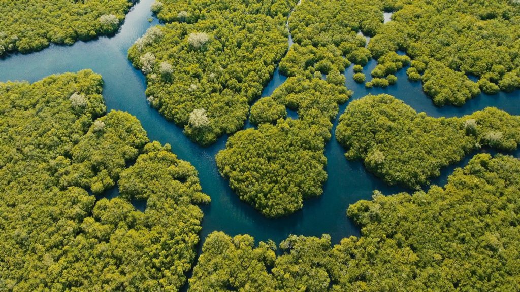 Mangrove forest in Asia. Philippines Siargao island