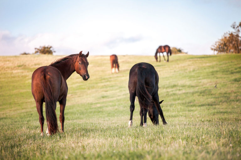 SWH_horses_small