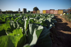 Field with leafy veggies - close up