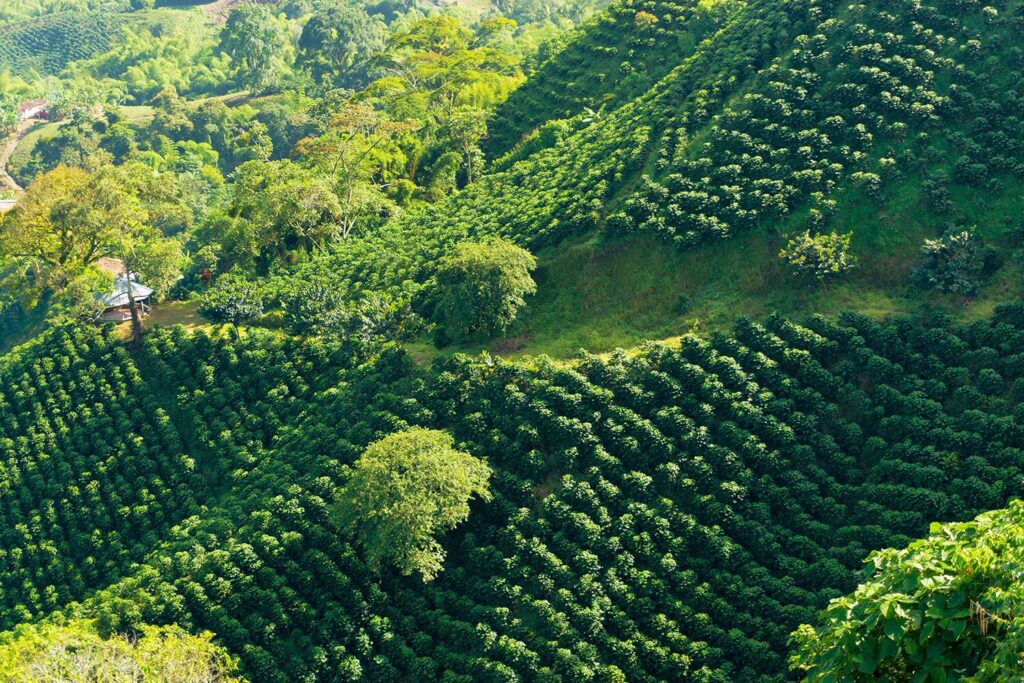 Looking down on a landscape of hills covered in coffee plants near Manizales, Colombia