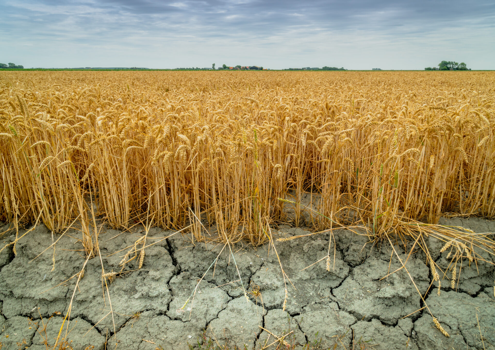 Dry agricultural field close up