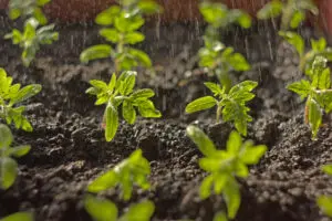Rows of small plants in soil being showered with water