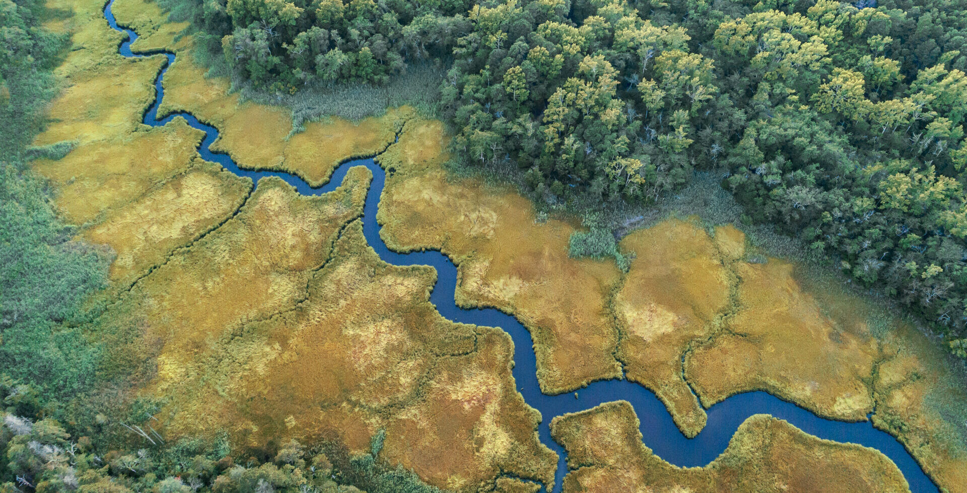 Meandering river areal view surrounded by lush green forest